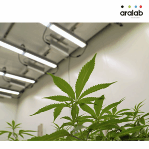 Fitoclima Growth Chambers Cannabis 2