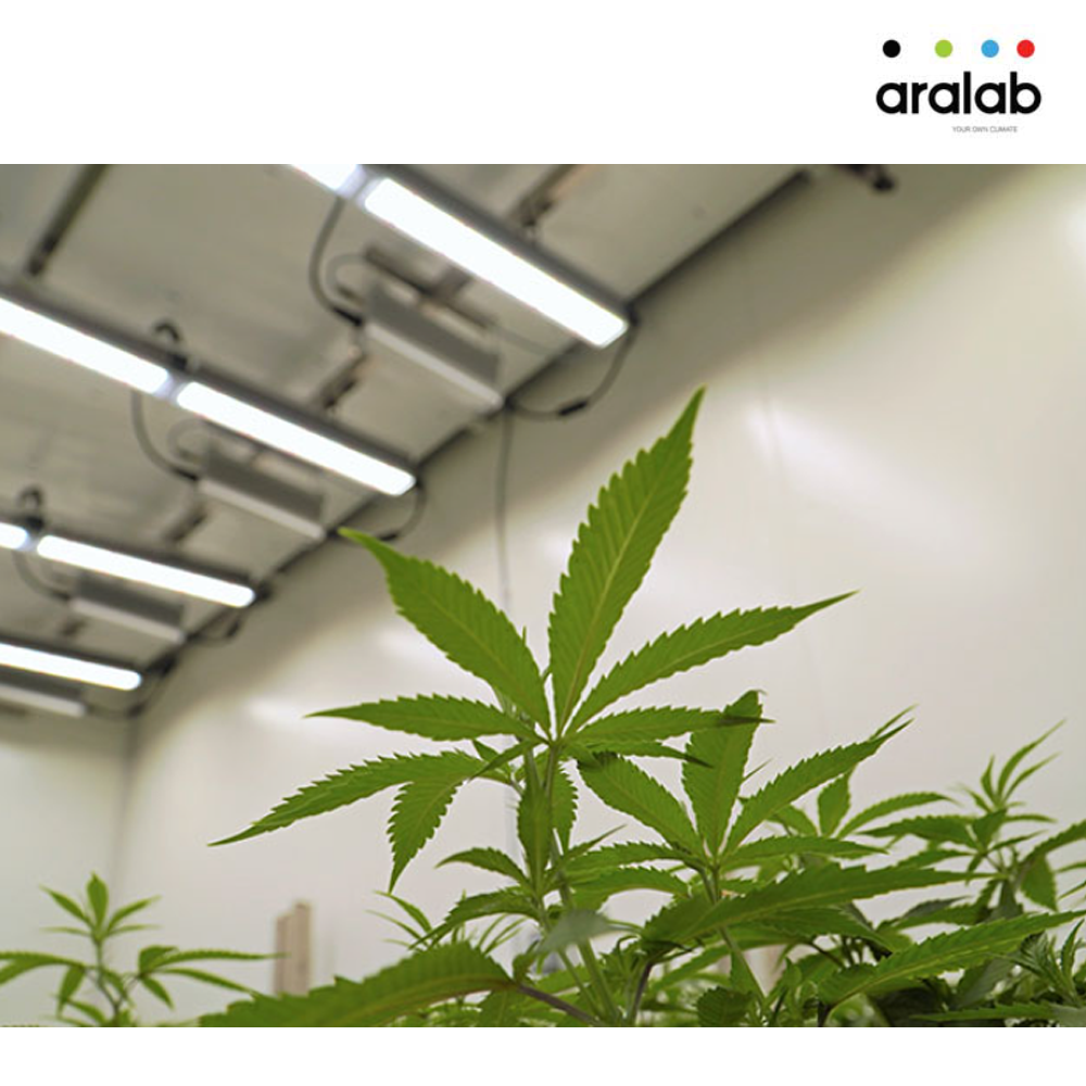 Fitoclima Growth Chambers Cannabis 2